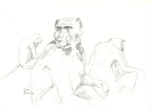 baboon sketches