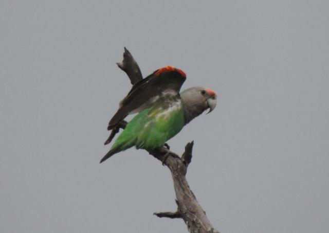 Female Grey-headed parrot