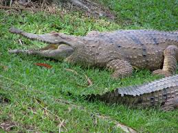 crocodile in waiting