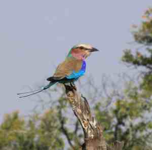 lilac breasted roller 