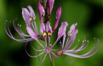 gorgeous Cleome macrophylla, photograph by Bart Wursten
