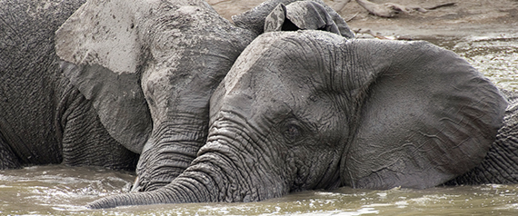 elephants wallowing.jpg
